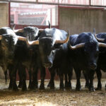 Sorteo. Zaragoza, 9 de octubre de 2019