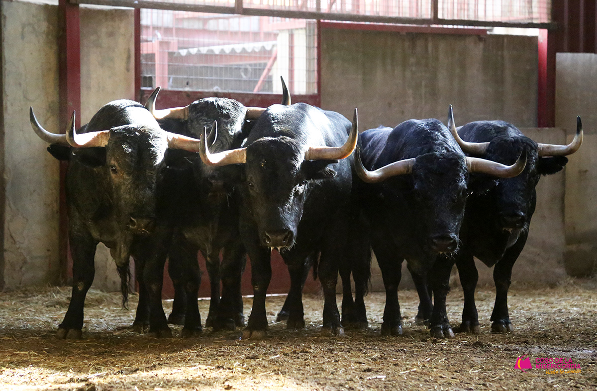 Sorteo. Zaragoza, 9 de octubre de 2019