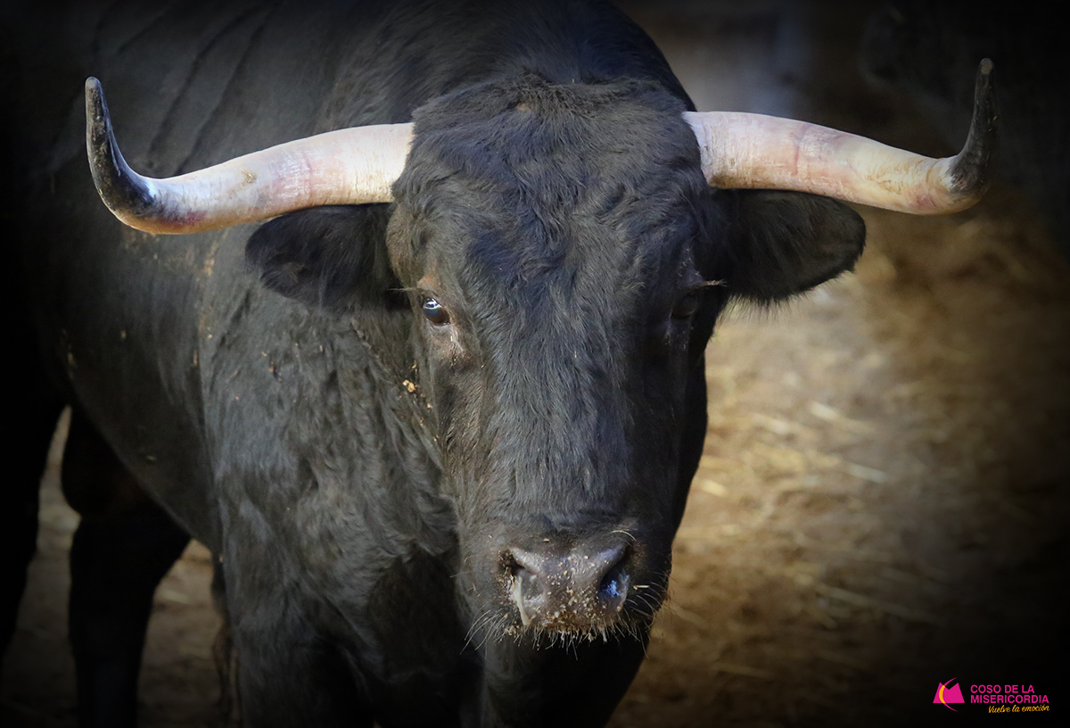 Sorteo. Zaragoza, 12 de octubre de 2019