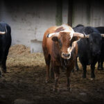 Sorteo. Zaragoza, 12 de octubre de 2019