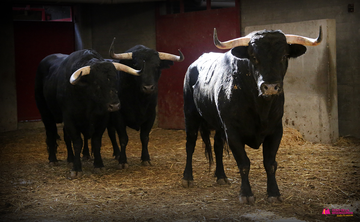 Sorteo. Zaragoza, 12 de octubre de 2019