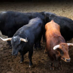 Sorteo. Zaragoza, 12 de octubre de 2019