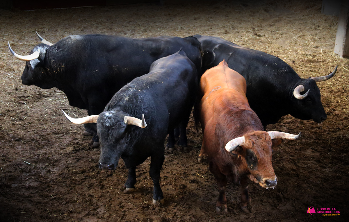 Sorteo. Zaragoza, 12 de octubre de 2019