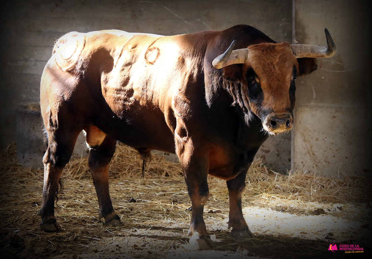 Sorteo. Zaragoza, domingo 13 de octubre de 2019