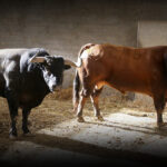 Sorteo. Zaragoza, domingo 13 de octubre de 2019