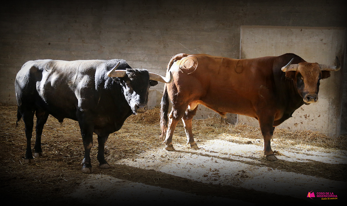 Sorteo. Zaragoza, domingo 13 de octubre de 2019