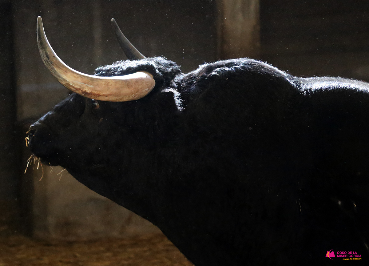 Sorteo. Zaragoza, domingo 13 de octubre de 2019