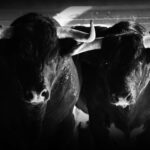 Sorteo. Zaragoza, domingo 13 de octubre de 2019