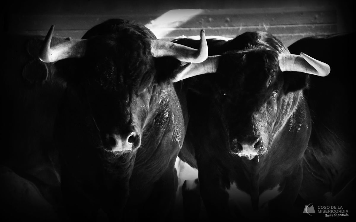 Sorteo. Zaragoza, domingo 13 de octubre de 2019