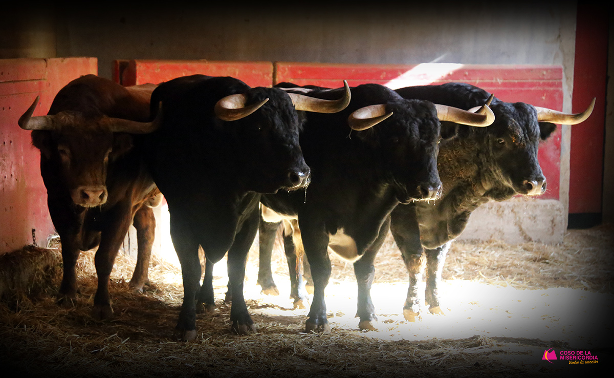 Sorteo. Zaragoza, domingo 13 de octubre de 2019