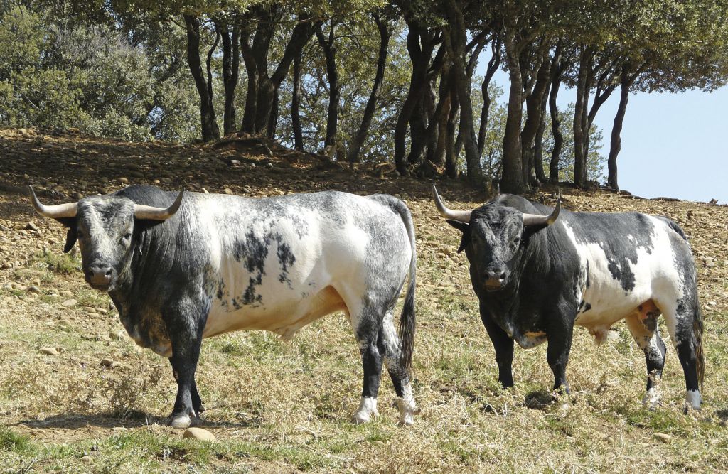 Los Maños, a por la coronación en Zaragoza