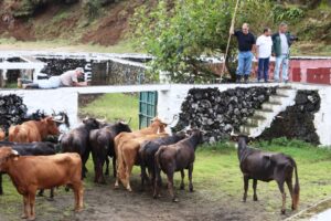 Las vacas después del viaje en barco de cinco días en la finca de Santo Antão de la ganadería de Albino Fernandes, en la Isla Terceira, bajo la atenta mirada del ganadero Antonio Ferreira.