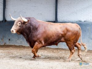 Madrid. Sábado, 5 de octubre. Orden de lidia.