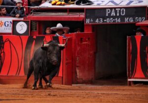 Miércoles, 12 de diciembre de 2018. Corrida Guadalupana