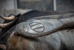 Madrid, San Isidro, lunes 4 de junio de 2018. Toros de Saltillo