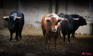 Sorteo. Zaragoza, 12 de octubre de 2019