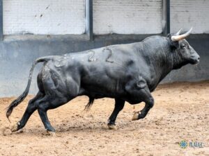 Sorteo. Madrid, domingo 13 de octubre de 2019