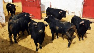 Sorteo. Jaén, domingo 13 de octubre de 2019