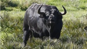 Cuadri, camada de 2018