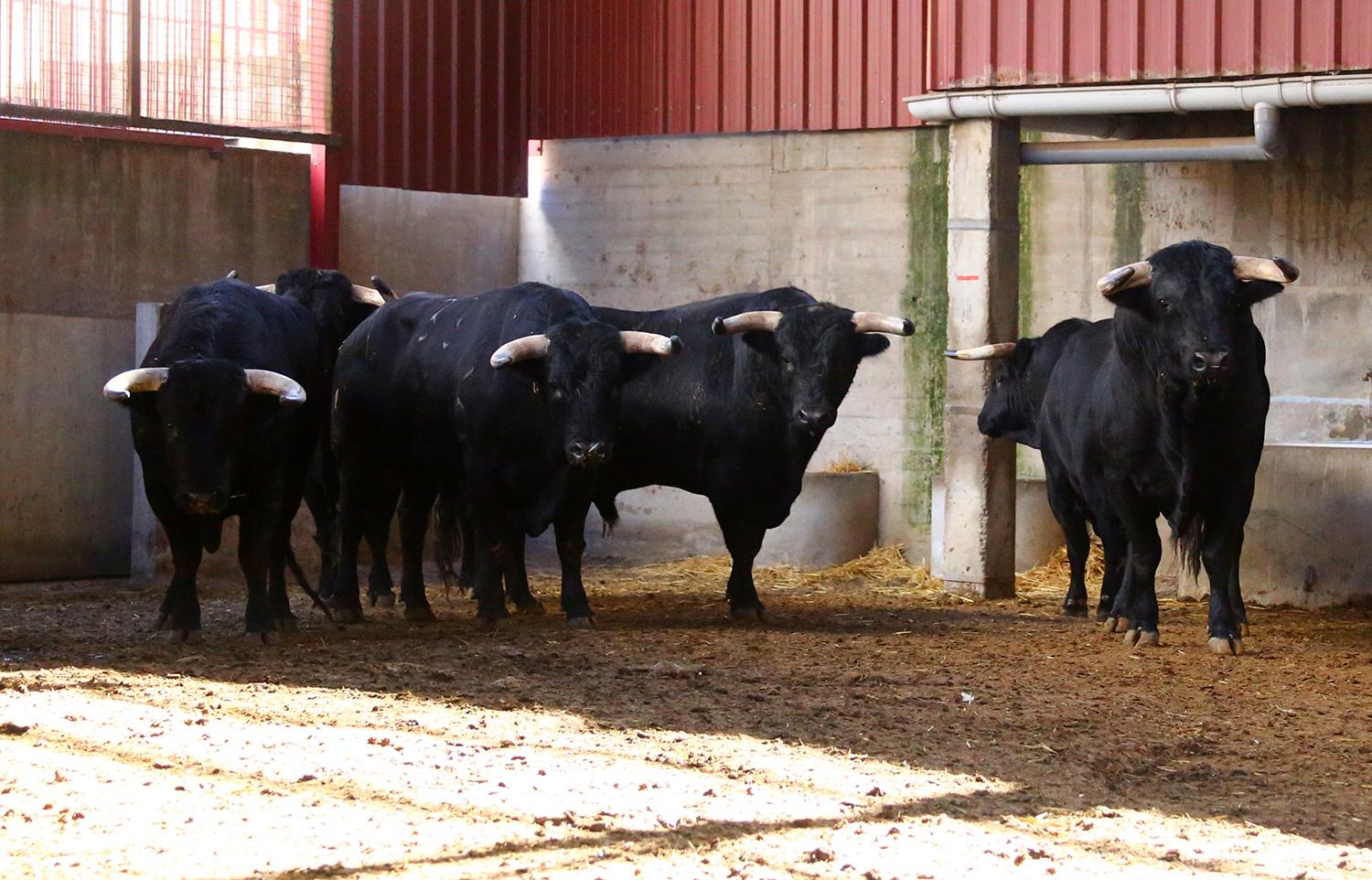 Los de Ángel Sánchez y Sánchez para abrir la Feria del Pilar