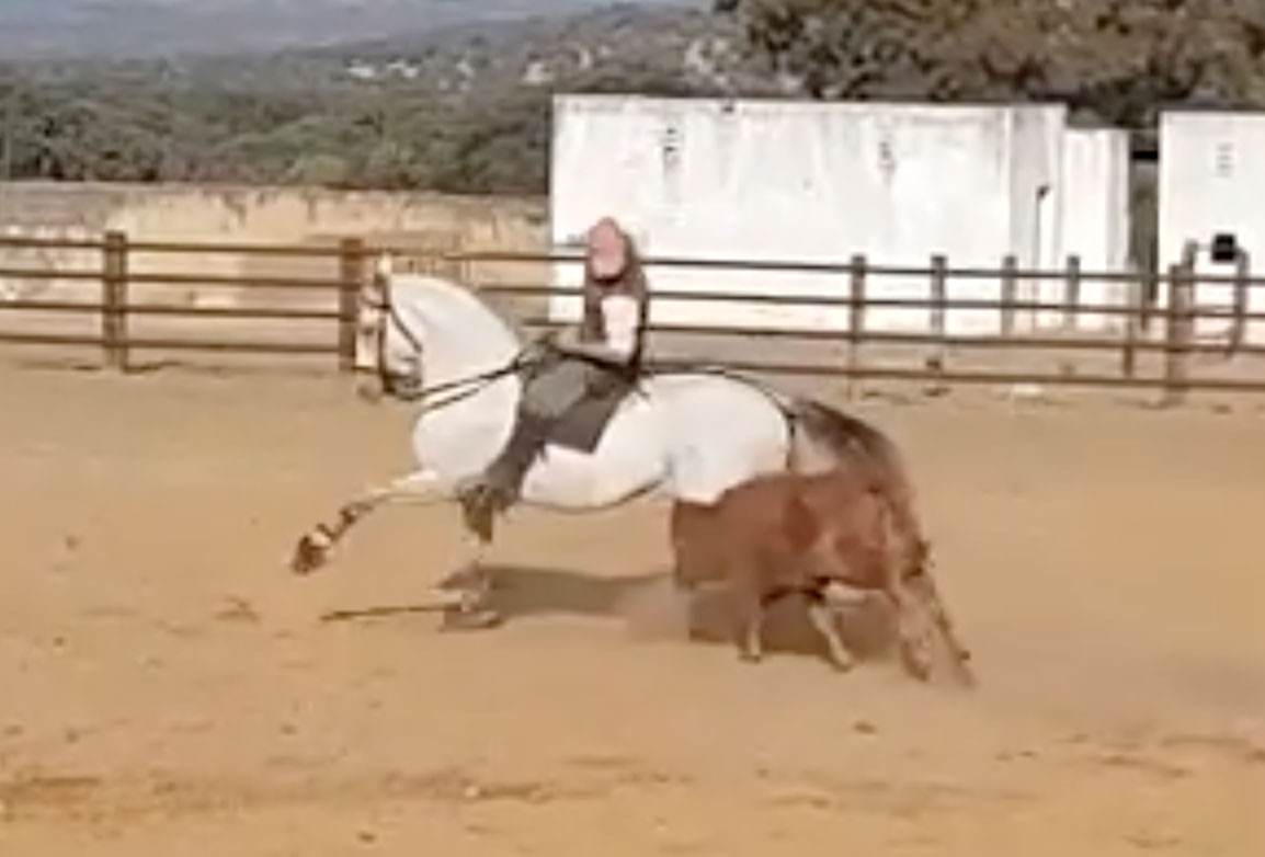 El Juli, un maestro también a caballo