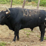 Toros de La Viña y El Olivar para el 1 de diciembre de 2019.