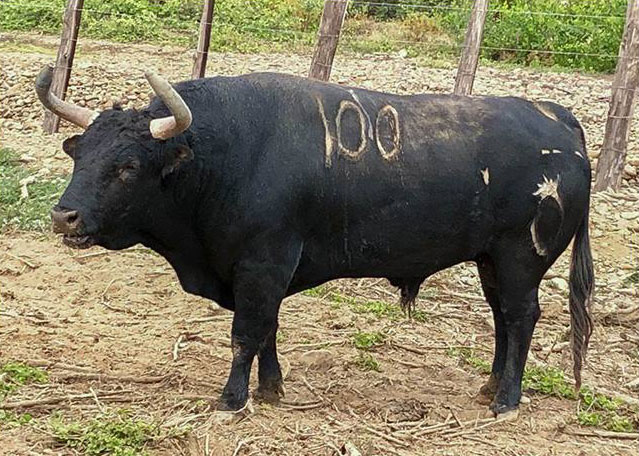 Toros de La Viña y El Olivar para el 1 de diciembre de 2019.