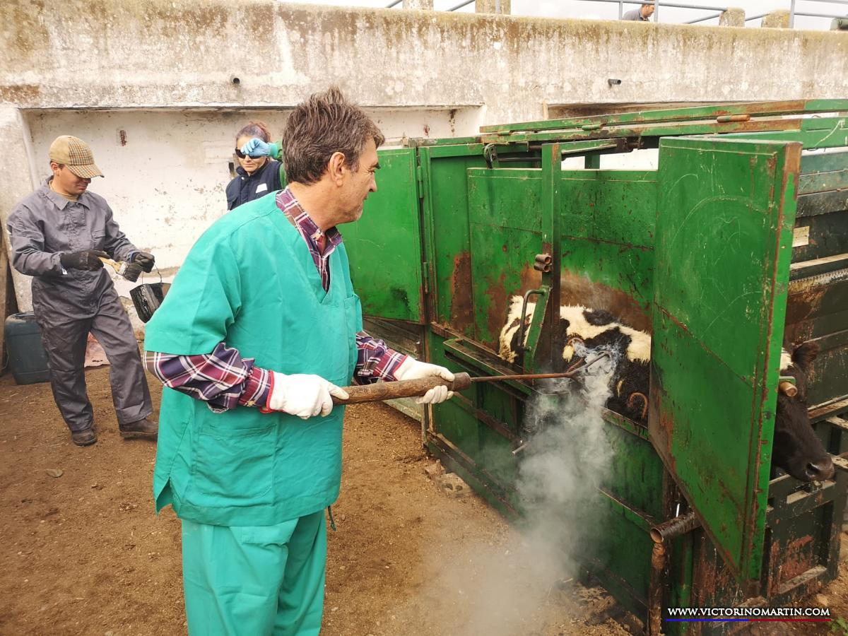 Herradero en Victorino Martín