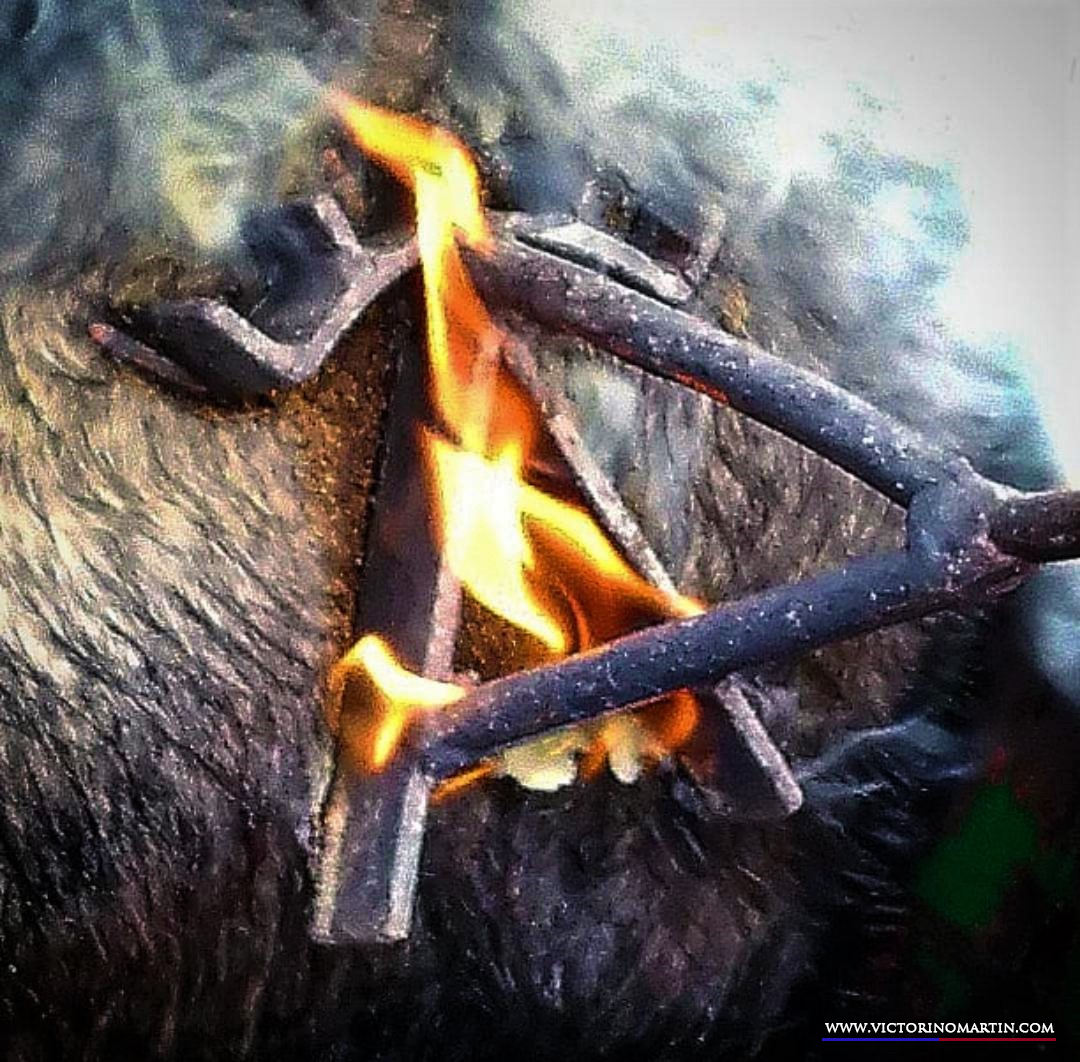 Herradero en Victorino Martín