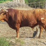 Toros de La Viña y El Olivar para el 1 de diciembre de 2019.