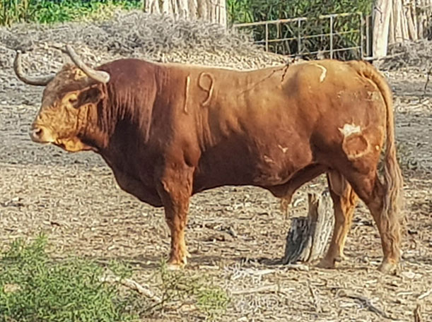 Toros de La Viña y El Olivar para el 1 de diciembre de 2019.