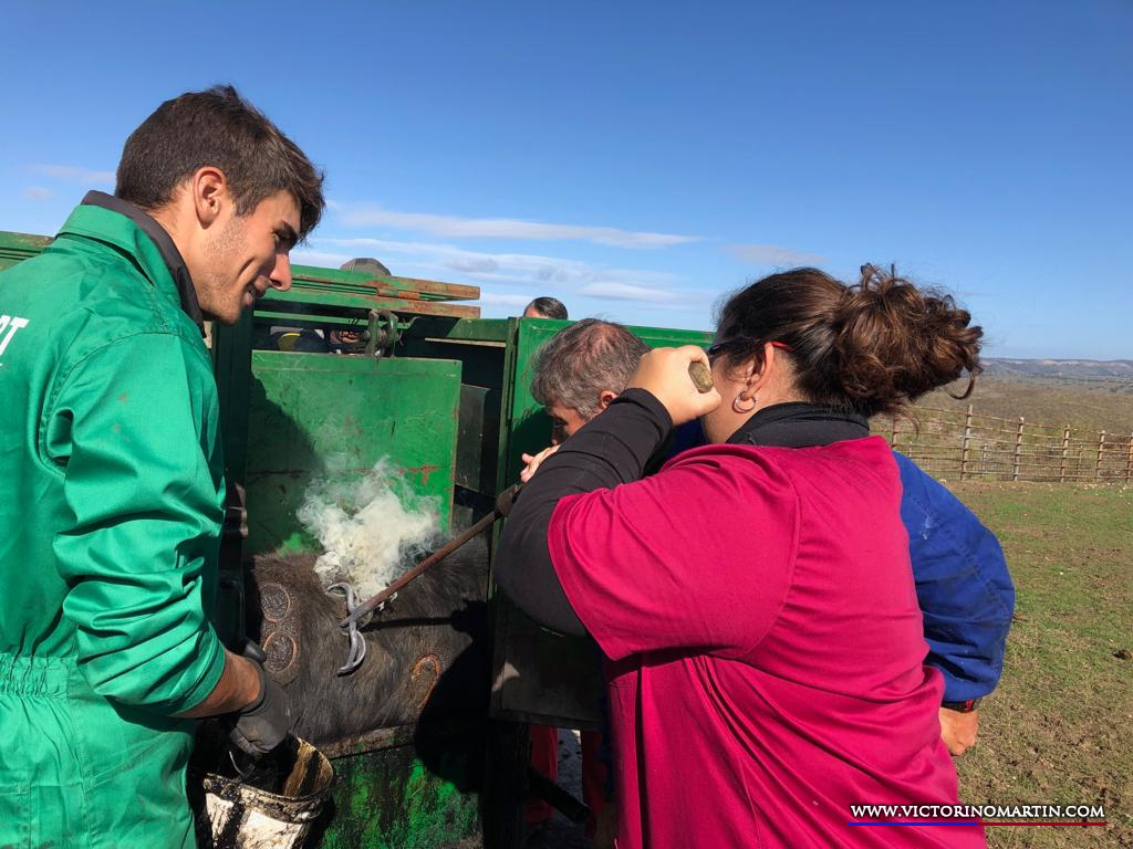 Herradero en Victorino Martín