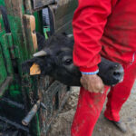 Herradero en Victorino Martín