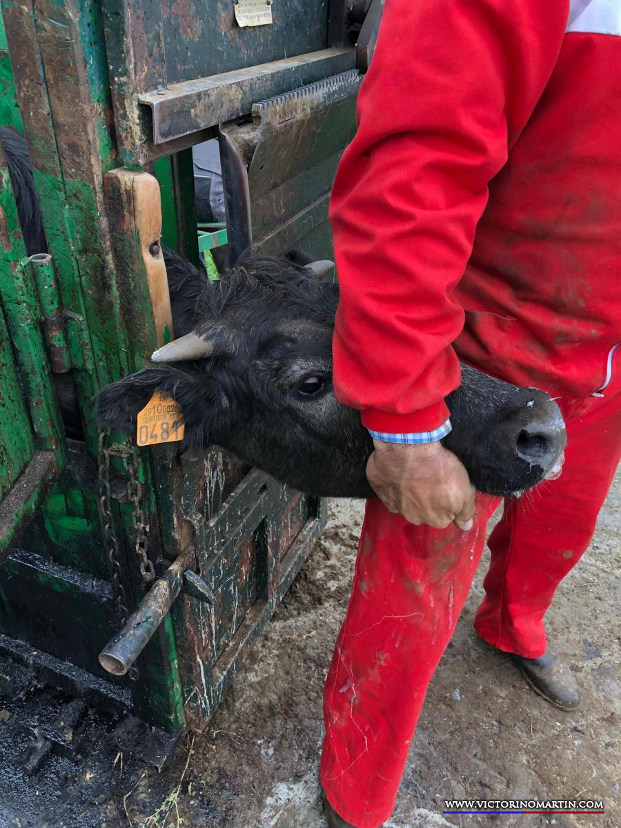 Herradero en Victorino Martín