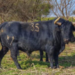Toros de La Viña y El Olivar para el 1 de diciembre de 2019.