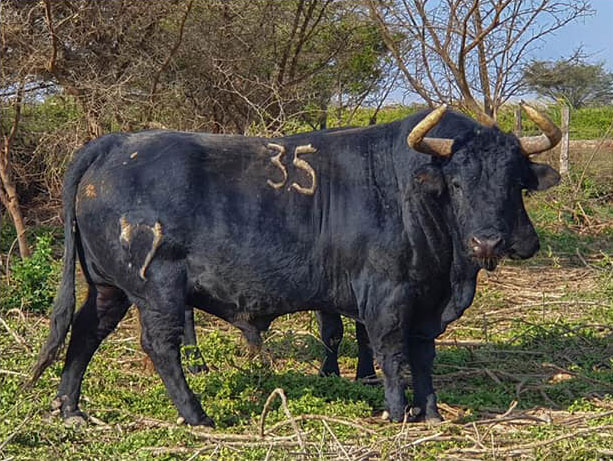 Toros de La Viña y El Olivar para el 1 de diciembre de 2019.