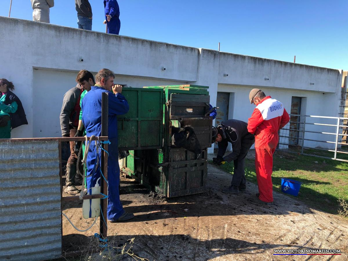 Herradero en Victorino Martín