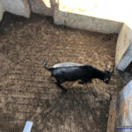 Herradero en Victorino Martín