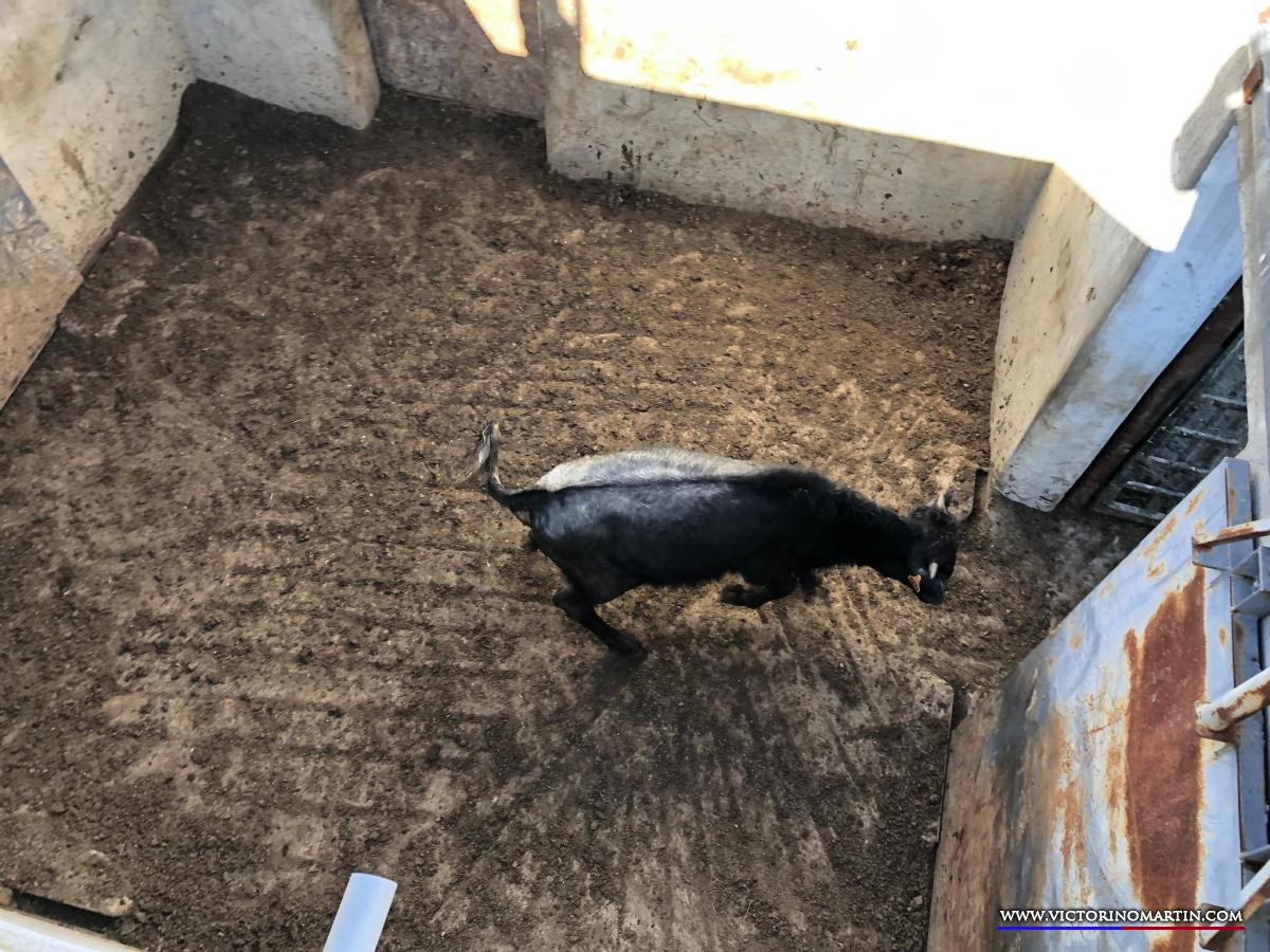 Herradero en Victorino Martín