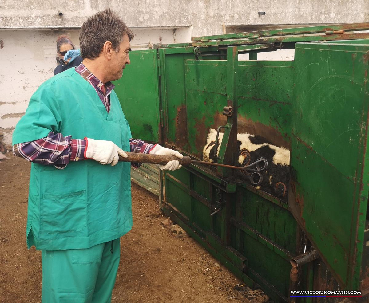 Herradero en Victorino Martín