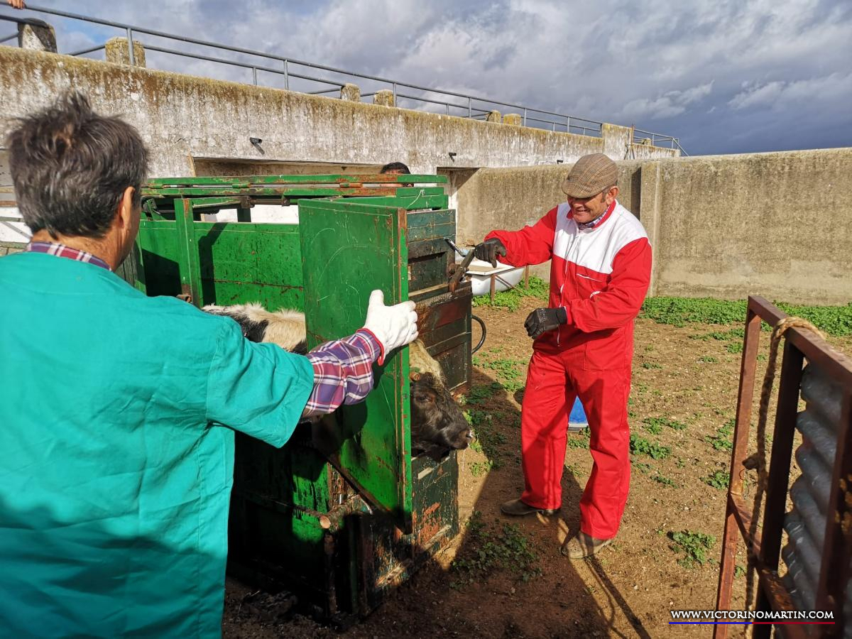 Herradero en Victorino Martín