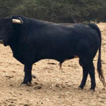 Toros de El Olivar y La Viña para la primera corrida de Acho