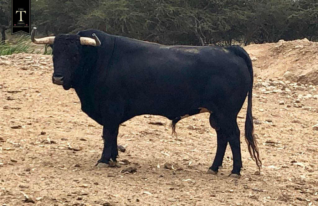 Toros de El Olivar y La Viña para la primera corrida de Acho