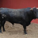 Toros de El Olivar y La Viña para la primera corrida de Acho