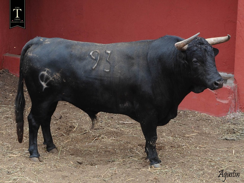 Toros de El Olivar y La Viña para la primera corrida de Acho
