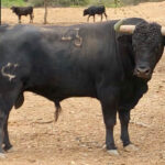 Toros de El Olivar y La Viña para la primera corrida de Acho