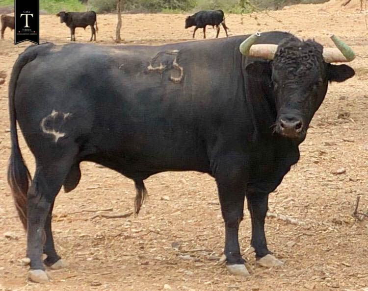 Toros de El Olivar y La Viña para la primera corrida de Acho