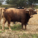 Toros de El Olivar y La Viña para la primera corrida de Acho