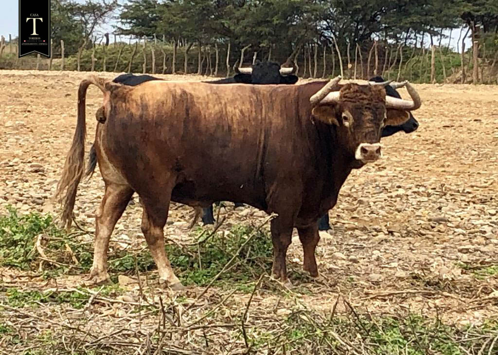 Toros de El Olivar y La Viña para la primera corrida de Acho