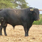 Toros de El Olivar y La Viña para la primera corrida de Acho